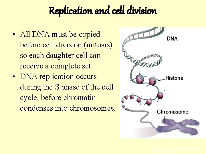 Replication and cell division • All DNA must be copied before cell division (mitosis)