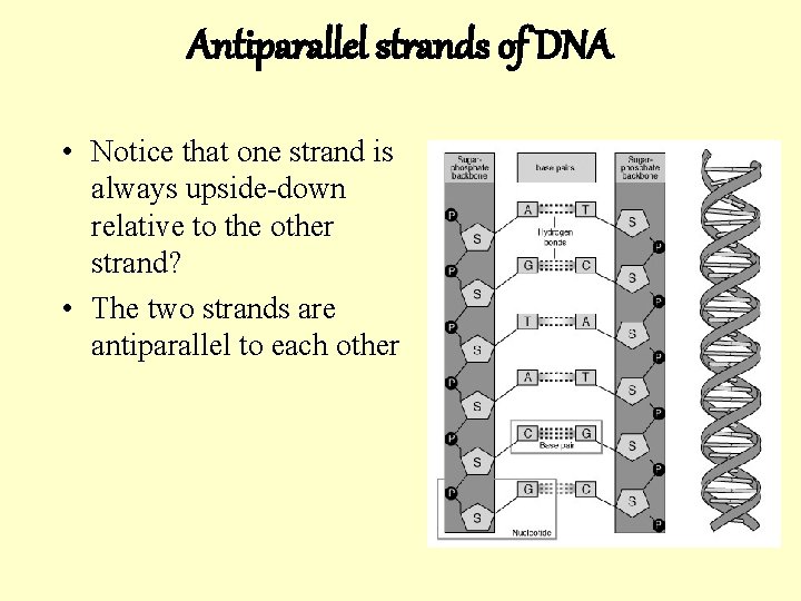 Antiparallel strands of DNA • Notice that one strand is always upside-down relative to