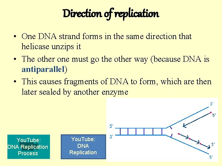 Direction of replication • One DNA strand forms in the same direction that helicase