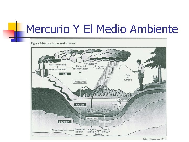 Mercurio Y El Medio Ambiente 