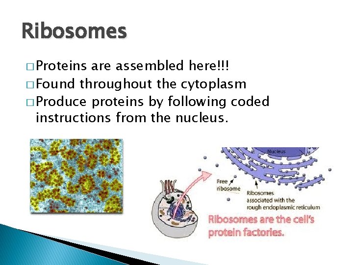 Ribosomes � Proteins are assembled here!!! � Found throughout the cytoplasm � Produce proteins Ribosomes � Proteins are assembled here!!! � Found throughout the cytoplasm � Produce proteins