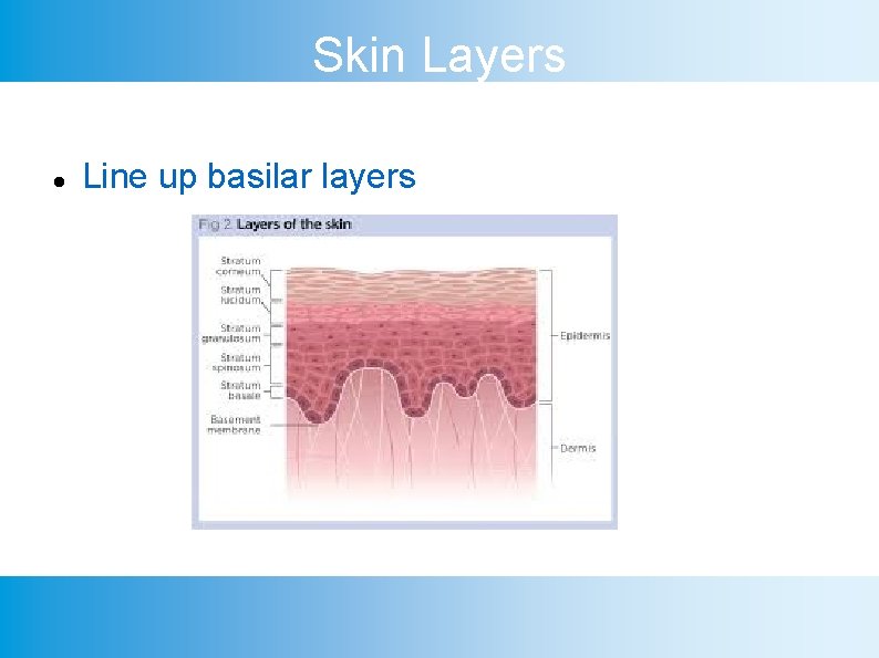 Skin Layers Line up basilar layers 