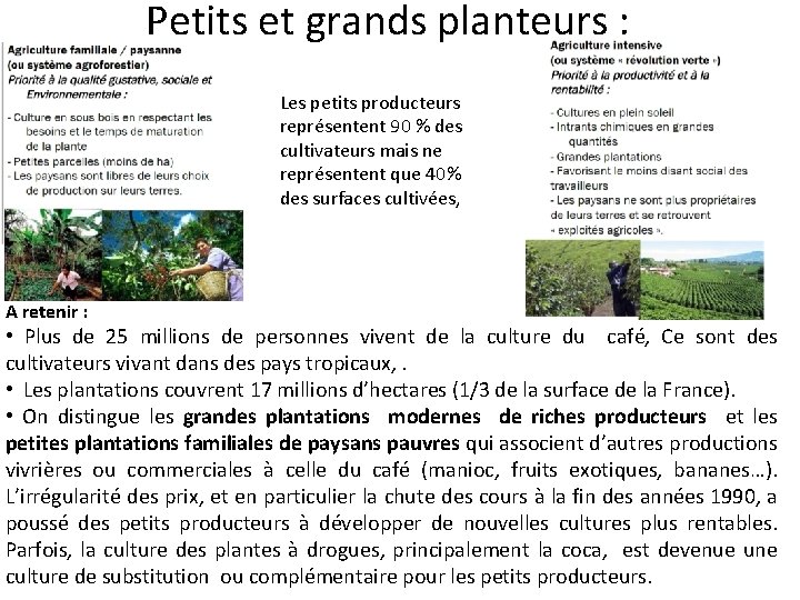 Petits et grands planteurs : Les petits producteurs représentent 90 % des cultivateurs mais