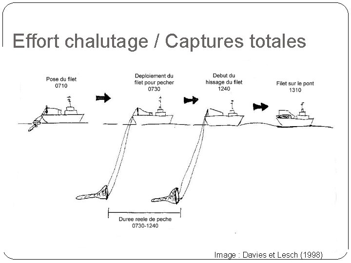 Effort chalutage / Captures totales Image : Davies et Lesch (1998) 