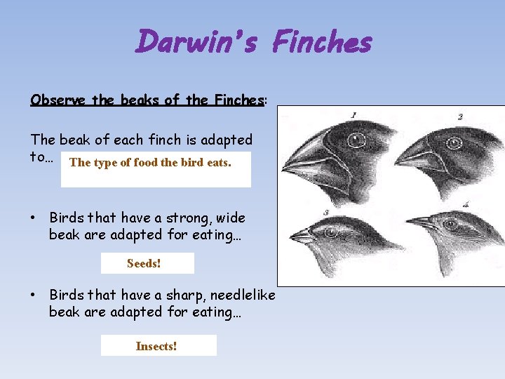 Charles Darwin and the Galapagos Islands 1835 Darwin