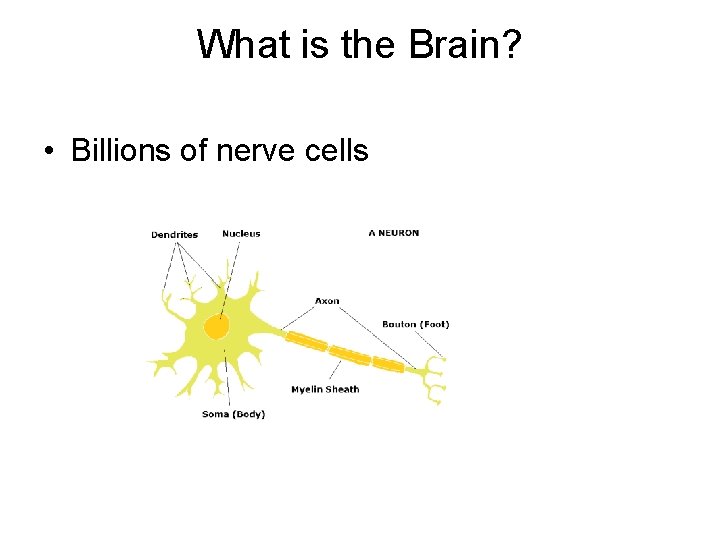 What is the Brain? • Billions of nerve cells 