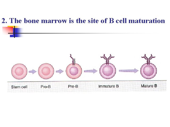 2. The bone marrow is the site of B cell maturation 