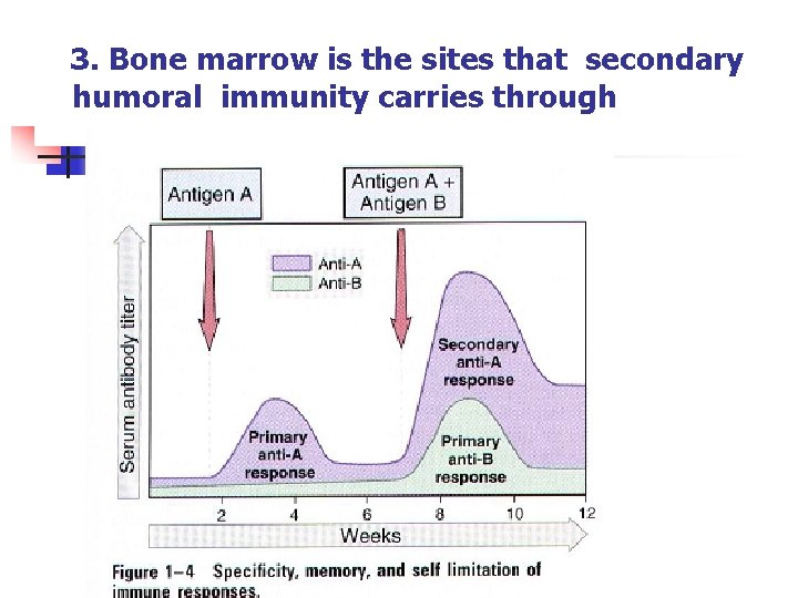 3. Bone marrow is the sites that secondary humoral immunity carries through 