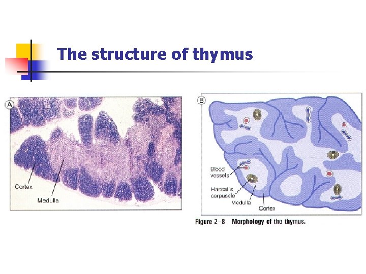 The structure of thymus 