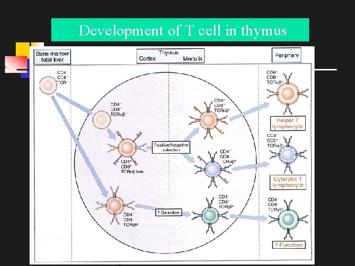 Development of T cell in thymus 