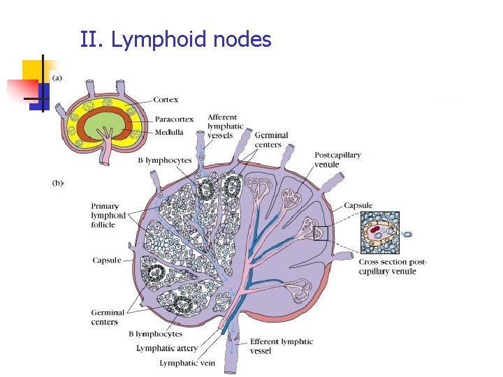 II. Lymphoid nodes 