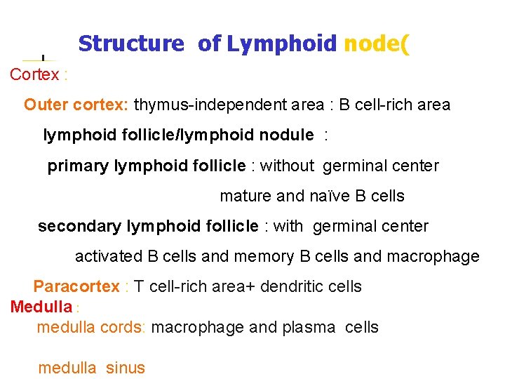 Cortex : Structure of Lymphoid node( p 38) Outer cortex: thymus-independent area : B