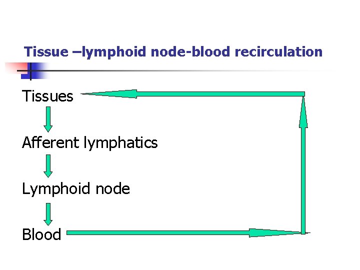 Tissue –lymphoid node-blood recirculation Tissues Afferent lymphatics Lymphoid node Blood 