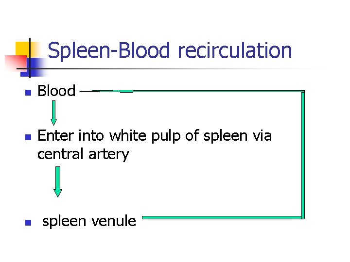 Spleen-Blood recirculation n Blood Enter into white pulp of spleen via central artery spleen