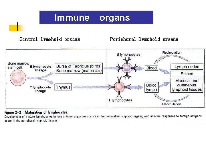 Immune organs 