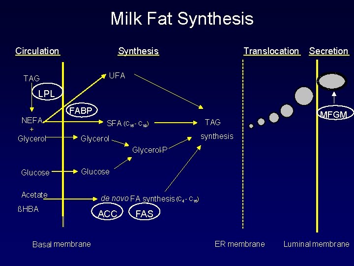 Milk Fat Synthesis Circulation Synthesis Translocation Secretion UFA TAG LPL FABP NEFA + Glycerol