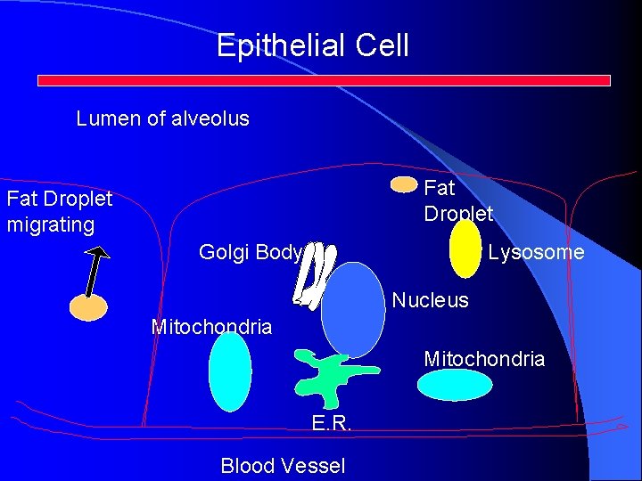 Epithelial Cell Lumen of alveolus Fat Droplet migrating Golgi Body Lysosome Nucleus Mitochondria E.