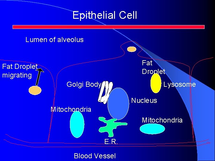 Epithelial Cell Lumen of alveolus Fat Droplet migrating Golgi Body Lysosome Nucleus Mitochondria E.