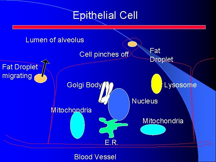 Epithelial Cell Lumen of alveolus Cell pinches off Fat Droplet migrating Fat Droplet Golgi