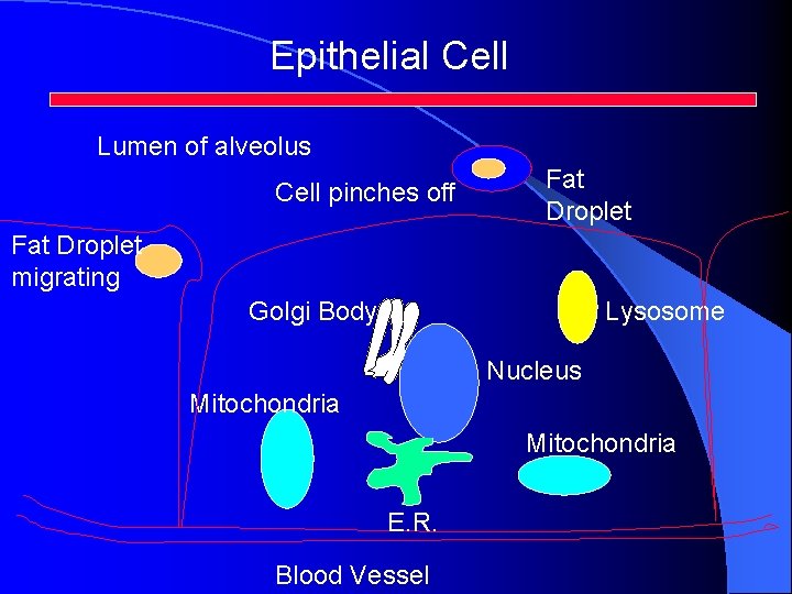 Epithelial Cell Lumen of alveolus Cell pinches off Fat Droplet migrating Golgi Body Lysosome