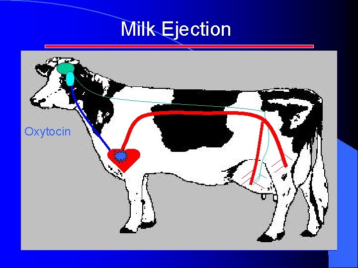 Milk Ejection Oxytocin 