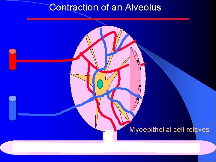 Contraction of an Alveolus Myoepithelial cell relaxes 