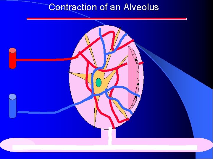 Contraction of an Alveolus 