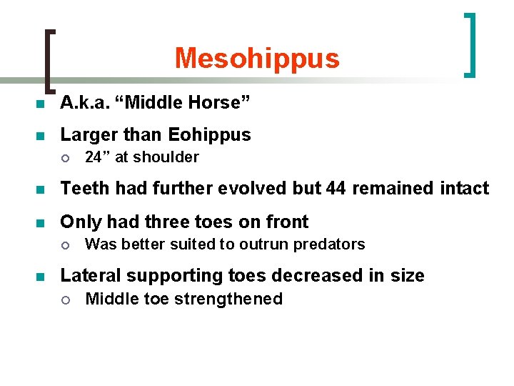 Mesohippus n A. k. a. “Middle Horse” n Larger than Eohippus ¡ 24” at