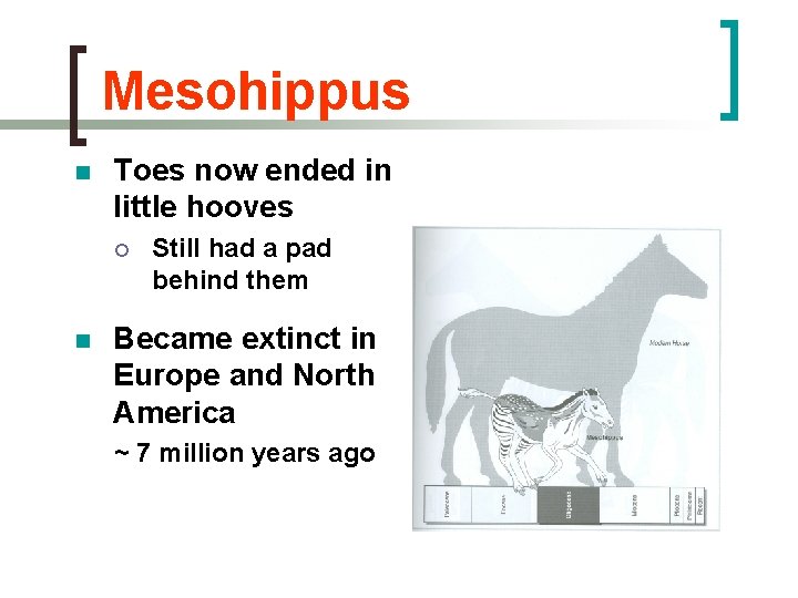 Mesohippus n Toes now ended in little hooves ¡ n Still had a pad