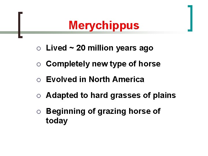 Merychippus ¡ Lived ~ 20 million years ago ¡ Completely new type of horse