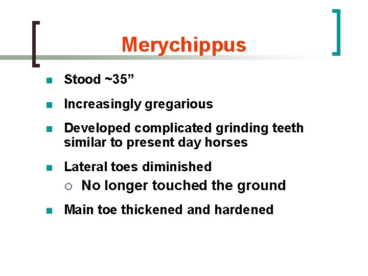 Merychippus n Stood ~35” n Increasingly gregarious n Developed complicated grinding teeth similar to