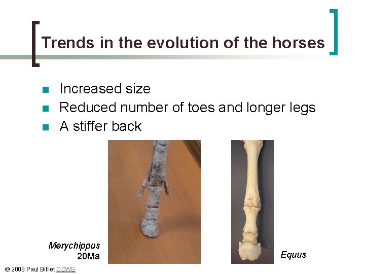 Trends in the evolution of the horses n n n Increased size Reduced number