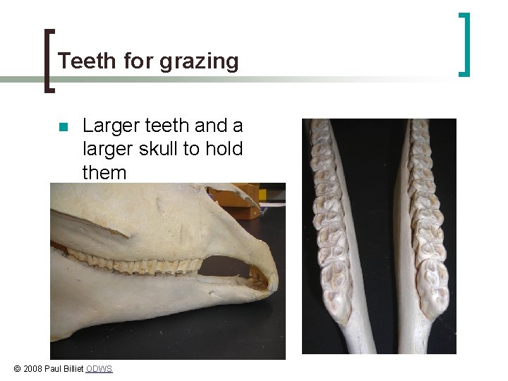 Teeth for grazing n Larger teeth and a larger skull to hold them ©