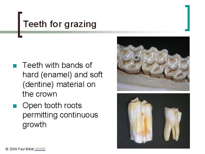 Teeth for grazing n n Teeth with bands of hard (enamel) and soft (dentine)