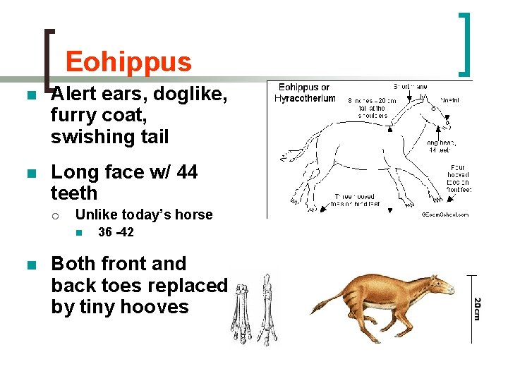 Eohippus n Alert ears, doglike, furry coat, swishing tail n Long face w/ 44