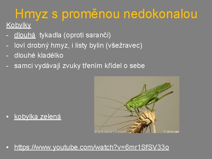 Hmyz s proměnou nedokonalou Kobylky - dlouhá tykadla (oproti saranči) - loví drobný hmyz,