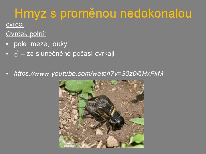 Hmyz s proměnou nedokonalou cvrčci Cvrček polní: • pole, meze, louky • ♂ –