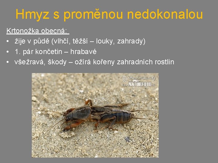 Hmyz s proměnou nedokonalou Krtonožka obecná: • žije v půdě (vlhčí, těžší – louky,