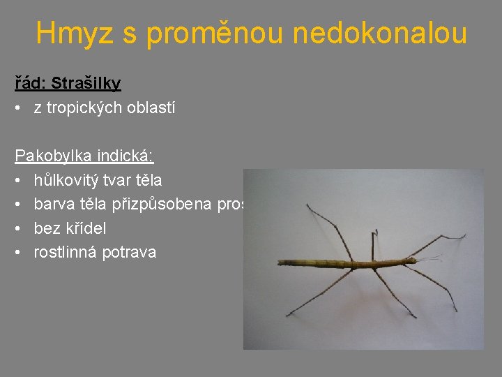 Hmyz s proměnou nedokonalou řád: Strašilky • z tropických oblastí Pakobylka indická: • hůlkovitý