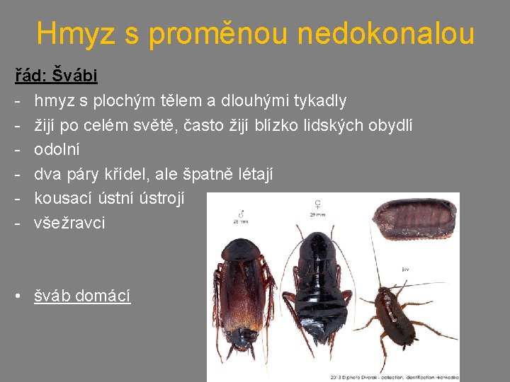 Hmyz s proměnou nedokonalou řád: Švábi - hmyz s plochým tělem a dlouhými tykadly
