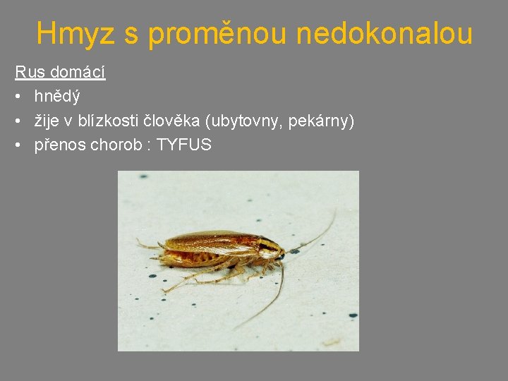 Hmyz s proměnou nedokonalou Rus domácí • hnědý • žije v blízkosti člověka (ubytovny,