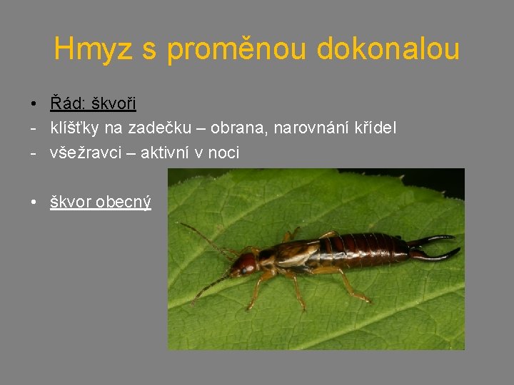 Hmyz s proměnou dokonalou • Řád: škvoři - klíšťky na zadečku – obrana, narovnání