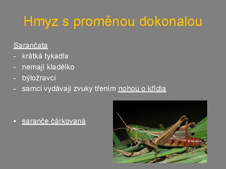 Hmyz s proměnou dokonalou Sarančata - krátká tykadla - nemají kladélko - býložravci -