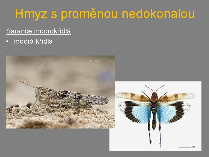 Hmyz s proměnou nedokonalou Saranče modrokřídlá • modrá křídla 