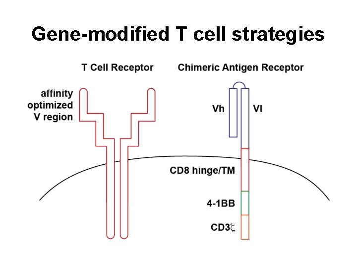 Gene-modified T cell strategies 