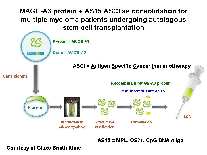 MAGE-A 3 protein + AS 15 ASCI as consolidation for multiple myeloma patients undergoing