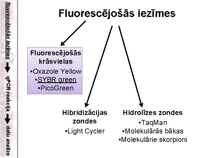 fluorescējošās iezīmes Fluorescējošās iezīmes q. PCR reakcija Fluorescējošās krāsvielas • Oxazole Yellow • SYBR