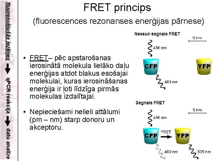 fluorescējošās iezīmes FRET princips (fluorescences rezonanses enerģijas pārnese) q. PCR reakcija • FRET– pēc