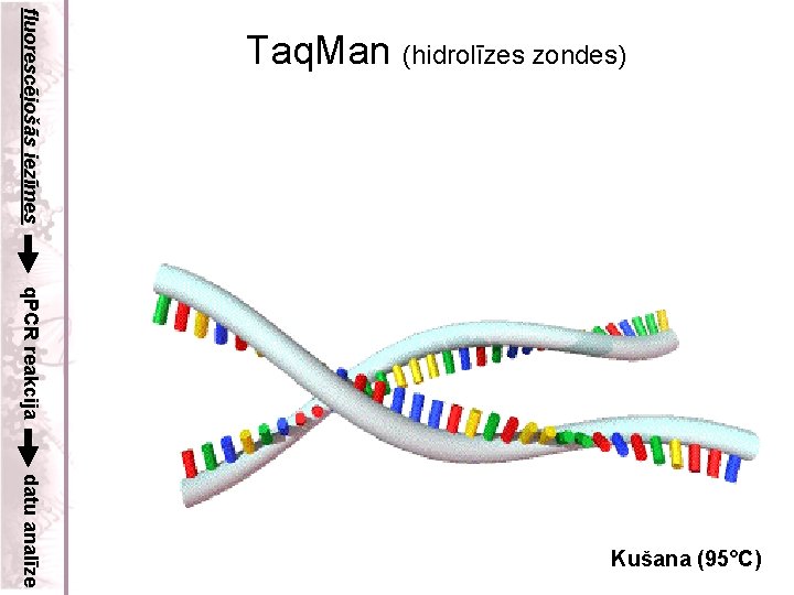 fluorescējošās iezīmes Taq. Man (hidrolīzes zondes) q. PCR reakcija datu analīze Kušana (95°C) 