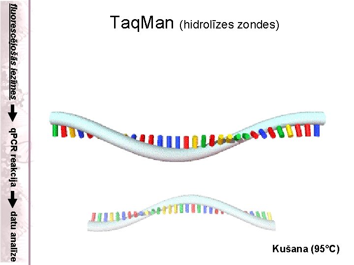 fluorescējošās iezīmes Taq. Man (hidrolīzes zondes) q. PCR reakcija datu analīze Kušana (95°C) 